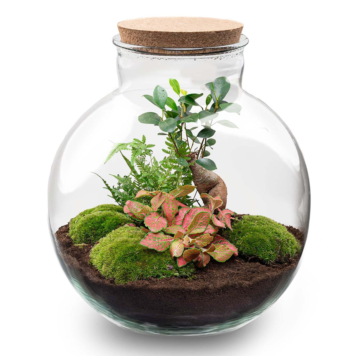 Flaschengarten - DIY Bausatz - Terrarium - Bolder Bob Bonsai - ↕30cm 