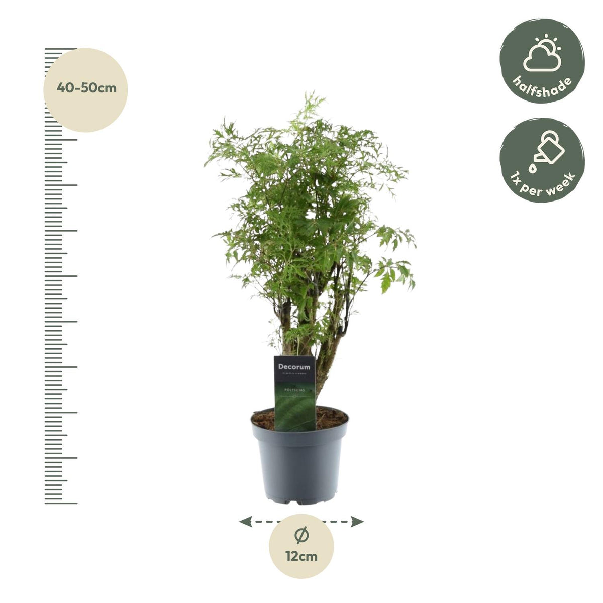 Polyscias Hawaiiana Ming 45cm – Ø12cm – Dekorative Zimmerpflanze mit dichtem, tiefgrünem Blattwerk – Pflegeleicht & ideal für Wohnzimmer, Büro & moderne Innenräume 