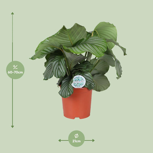 Calathea Orbifolia – Korbmarante - Ø21cm – ↕70cm – Tropische Zimmerpflanze mit großen, silbergrünen Blättern – Luftreinigende Pflanze – Für halbschattige Innenräume 