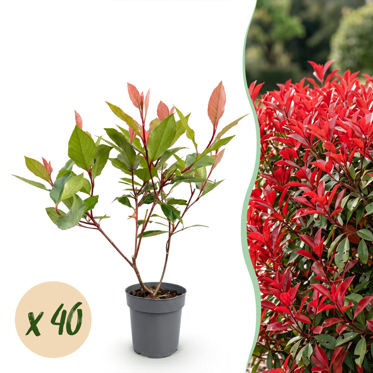 Glanzmispel (kompakt) 'Little Red Robin' – Photinia fraseri 'Little Red Robin' – 40 Heckenpflanzen