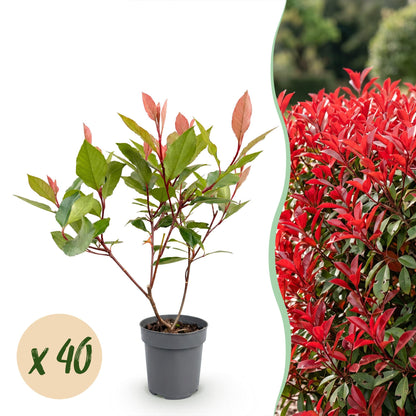Glanzmispel (kompakt) 'Little Red Robin' – Photinia fraseri 'Little Red Robin' – 40 Heckenpflanzen