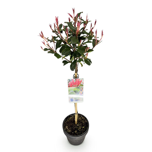 GreenboutiQ - Pflanze auf Stamm - Photinia fraseri Carre Rouge - Terrassenpflanze - Immergrün - Winterhart - Grün-Rotes Blatt - Topf 19cm Höhe 90cm 