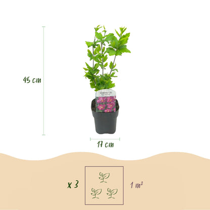 Garteneibisch - Hibiscus syriacus Tricolour - Blüte Rosa, Weiß und Blau - Strauch - 3 Pflanzen - Laubabwerfend - Topf 17cm Höhe 45cm 