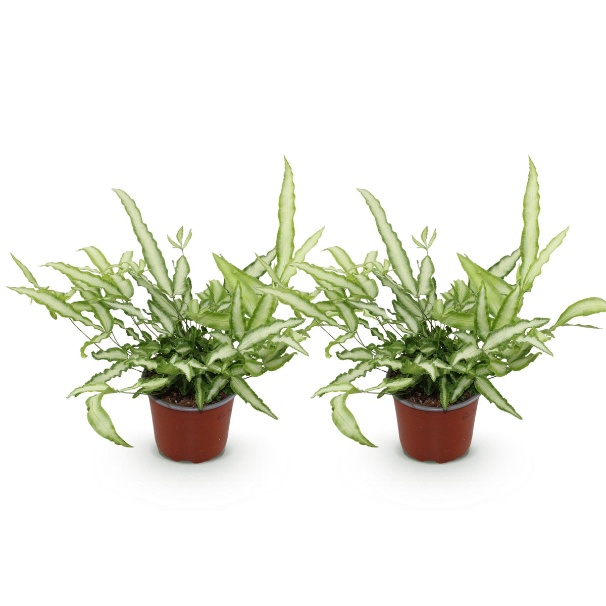 Green boutiQ - Zimmerpflanze - Pteris cretica Albolineata - Streifenfarn - Haustierfreundlich - Bunt - 2 Pflanzen - Topf 12cm - Höhe 28-30cm 