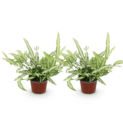 Green boutiQ - Zimmerpflanze - Pteris cretica Albolineata - Streifenfarn - Haustierfreundlich - Bunt - 2 Pflanzen - Topf 12cm - Höhe 28-30cm 