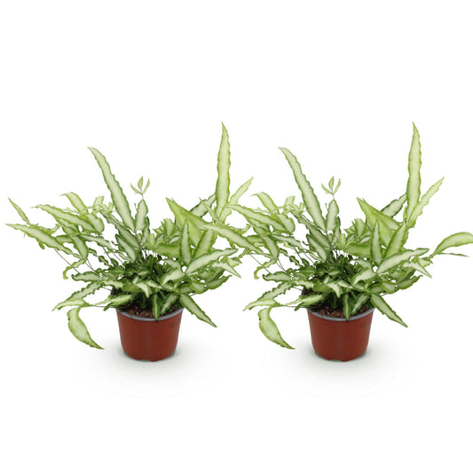 Green boutiQ - Zimmerpflanze - Pteris cretica Albolineata - Streifenfarn - Haustierfreundlich - Bunt - 2 Pflanzen - Topf 12cm - Höhe 28-30cm 