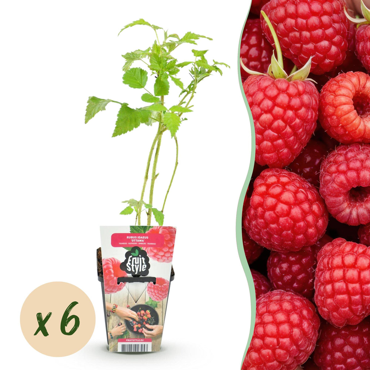 Himbeere Rubus idaeus Ottawa winterhart 3 Pflanzen Ø9cm Höhe 30cm – Rote Himbeere für Garten Beet Balkon & Terrasse – Süß & e