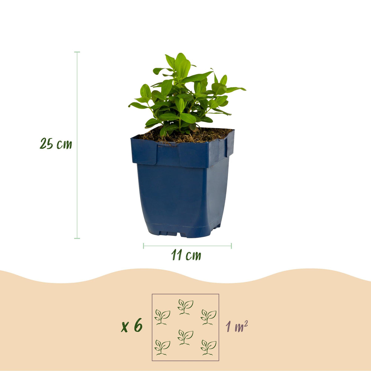 Johanniskraut – Hypericum calycinum – 6 Pflanzen – Topf Ø11cm – Bienenfreundliche Staude für Garten & Balkon – Ansicht 3