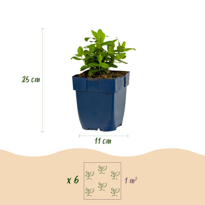Johanniskraut – Hypericum calycinum – 6 Pflanzen – Topf Ø11cm – Bienenfreundliche Staude für Garten & Balkon – Ansicht 3