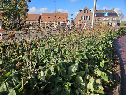 Russel Brandkraut Phlomis russeliana – ↕10-25cm – Ø9cm – Winterhart & Bienenfreundlich – Ansicht 31