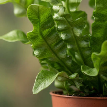 Krauser Wellenfarn 'Crispy Wave' – Asplenium nidus 'Crispy Wave' – Topf Ø12cm – Höhe 30cm – Ansicht 4