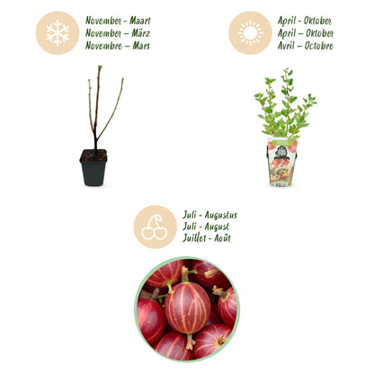 Rote Stachelbeere Ribes uva-crispa Hinnonmaki winterhart 3 Pflanzen Ø9cm Höhe30cm – Süß-saure rote Beeren für Garten Beet Balkon & Terrasse 