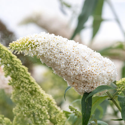 Schmetterlingsstrauch Buddleja davidii White Profusion – Weiße Blüten – Bienfreundlich & Schmetterlingsanziehend – Laubabwerfend – Höhe 17–25cm 