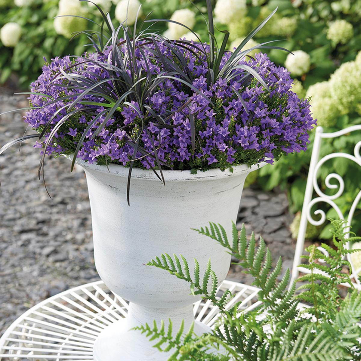Campanula Addenda Ambella lila 6er Set – Glockenblume violett Topfgröße 12cm – winterhart, lang blühend – Ansicht 15