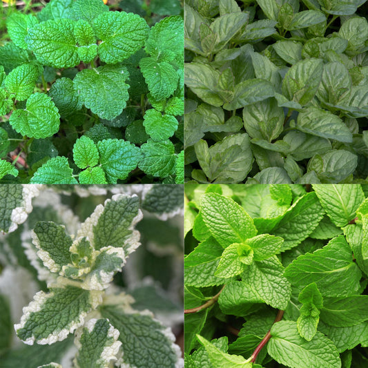 Staudenset Teekräuter – 6 aromatische Kräuterstauden für ca. 1 m² – Für frischen Kräutertee aus dem eigenen Garten – Pflegeleichtes Kräuterpaket – Ø11 cm