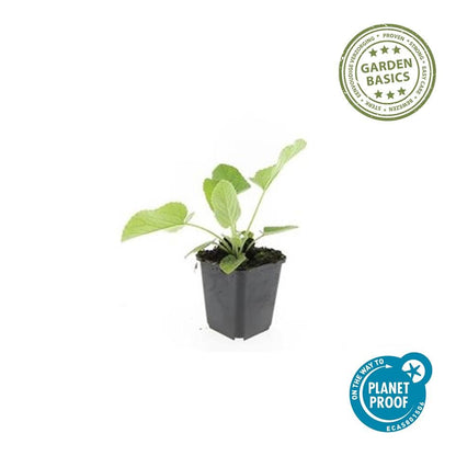 Russel Brandkraut Phlomis russeliana – ↕10-25cm – Ø9cm – Winterhart & Bienenfreundlich – Ansicht 11