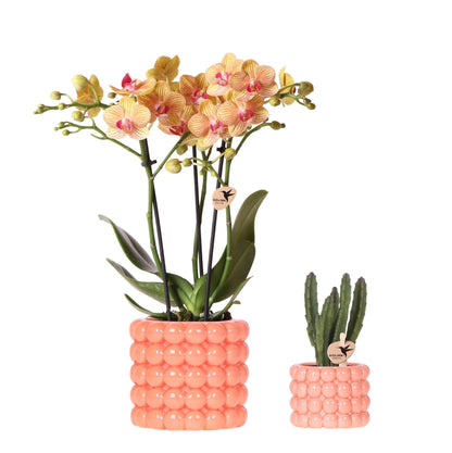 Kolibri Company | Pflanzenset Poppy Orange | Orange Phalaenopsis Orchidee Jamaica und Sukkulente inkl. Keramische Ziertöpfe 