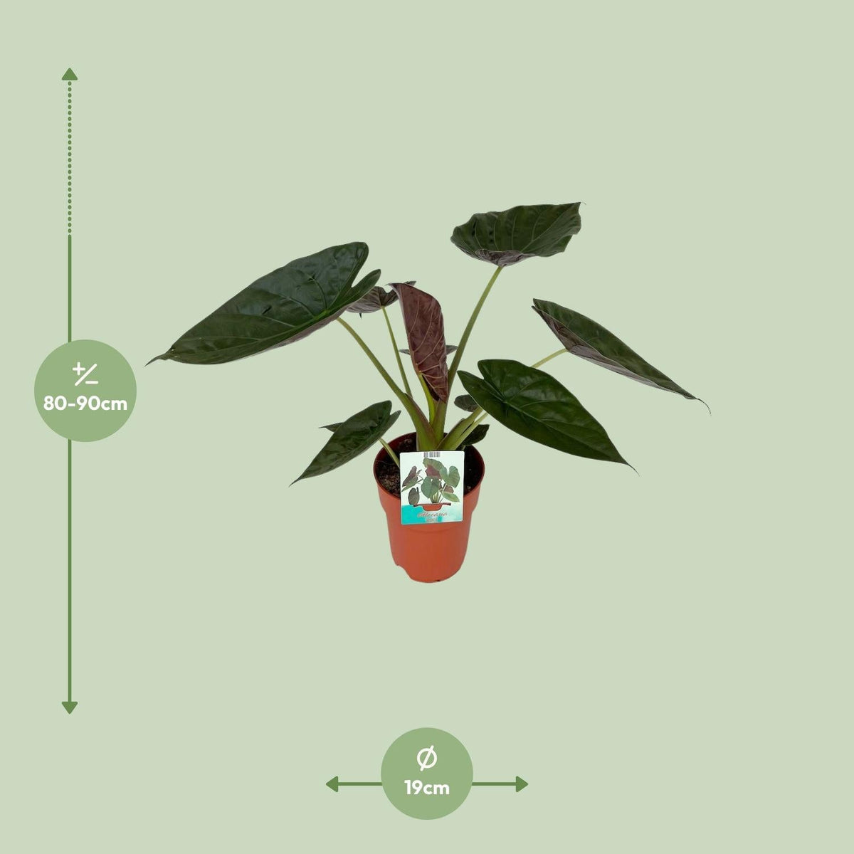 Alocasia Wentii – Riesen-Elefantenohr – Zimmerpflanze – Ø19 cm – ca. 85 cm hoch – Tropische Dschungelpflanze mit großen herzförmigen Blättern – Luftreinigend & dekorativ 