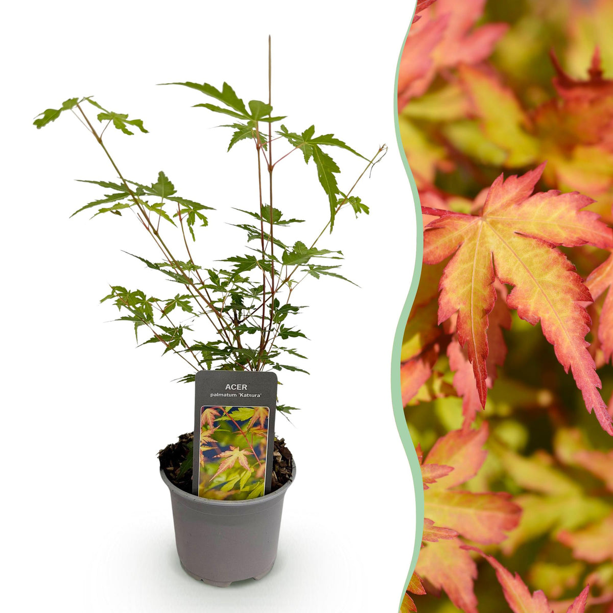 GreenboutiQ - Gartenpflanze - Acer palmatum Sangokaku - Grün - 1 Pflanze - Laubabwerfend - Wenig Pflege - Topf 12cm Höhe 35cm 