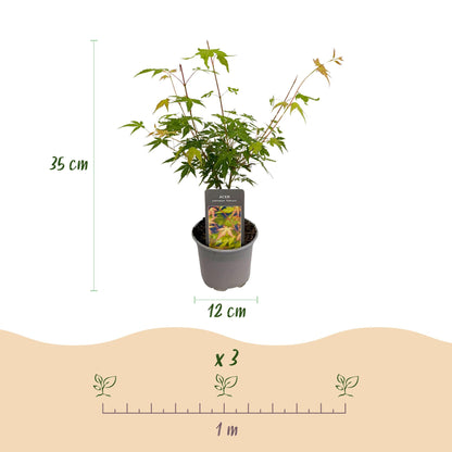 GreenboutiQ - Gartenpflanze - Acer palmatum Katsura - Orange - 1 Pflanze - Laubabwerfend - Wenig Pflege - Topf 12cm Höhe 35cm 