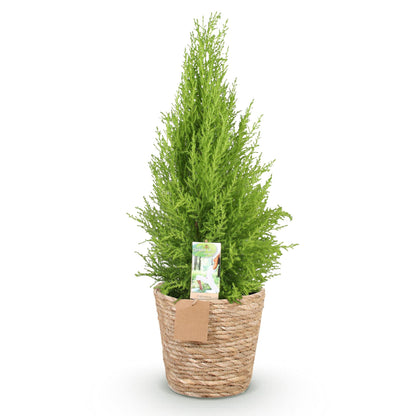 Green boutiQ - Zimmerpflanzen - Cupressus Gold Crest Wilma - Zimmerkonifere - Wenig Pflege - mit Korb - Grün - 1 Pflanze - Topf 21cm - Höhe 85-95cm 
