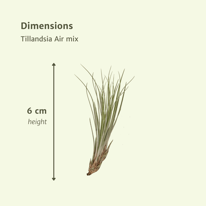 Tillandsia Air Mix – 10 Luftpflanzen – Ø6cm – ca. 6cm hoch – Pflegeleichte Tillandsien-Mischung – Für kreative Deko & helle Innenräume 