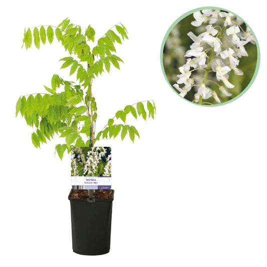 Blauregen Wisteria floribunda Alba – Weiße Blüten – 11 cm x H40 cm – Duftende Kletterpflanze – Für Pergolen, Zäune & Wände 