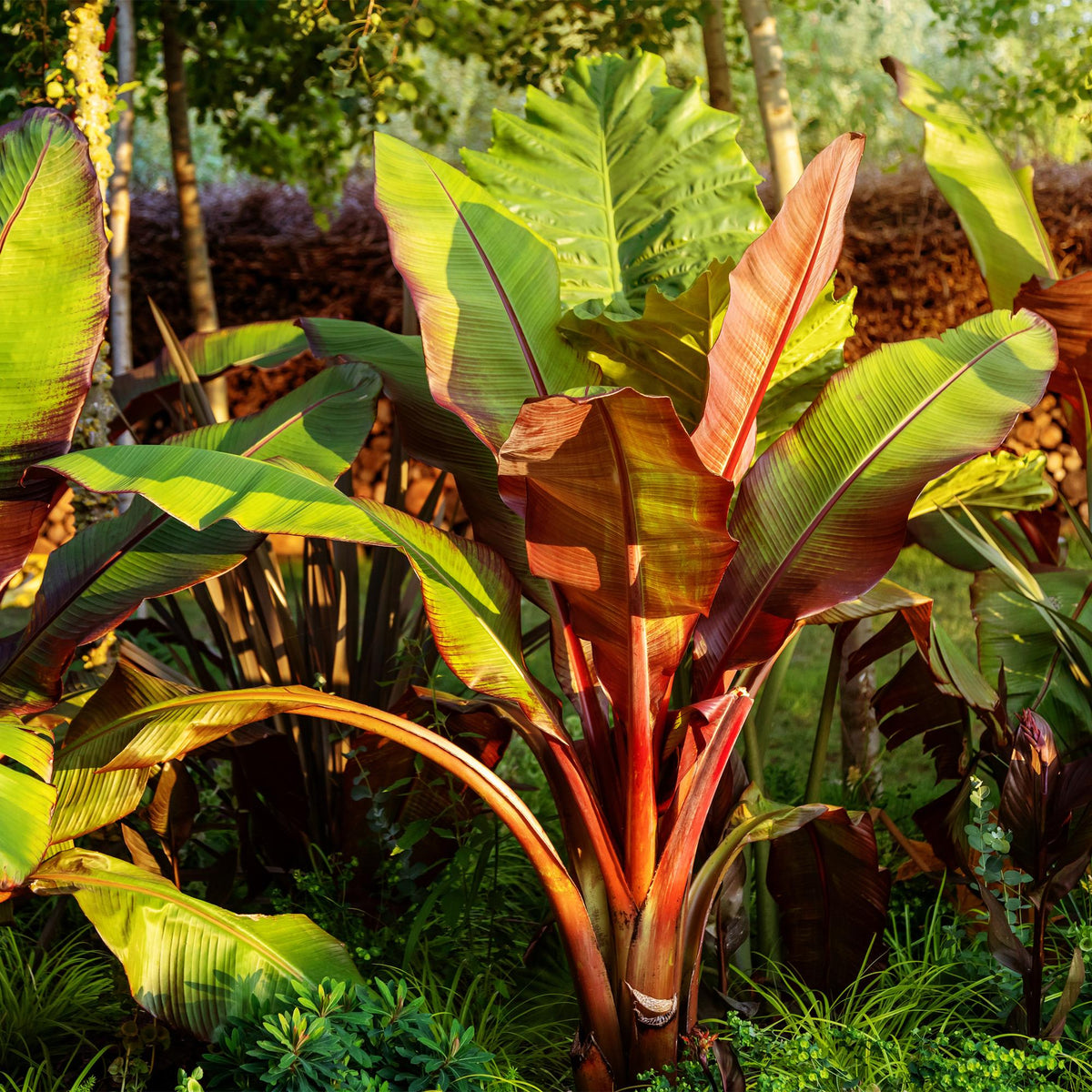 Bananenpflanze Ensete ventricosum Maurelli – Winterhart – Obstpflanze – Ø17cm, Höhe ca. 40cm – Ansicht 15