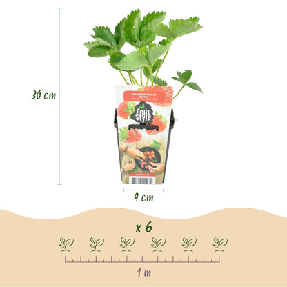 Erdbeere Fragaria Elsanta winterhart Höhe 30cm Ø9cm – Rote Erdbeere für Beet Balkon & Topf – Ansicht 12