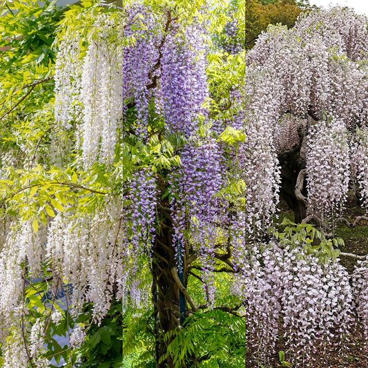 Blauregen Wisteria floribunda Tricolour – Blau, Rosa & Weiß – 3 Pflanzen – 11 cm x H40 cm – Duftend & Kletterpflanze – Für Pergolen, Zäune & Wände 