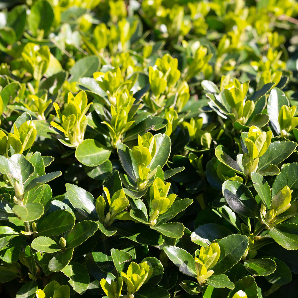 Immergrüner Japanischer Spindelstrauch – Euonymus japonicus 'Green Spire' – 8 Pflanzen für 1 Meter Hecke – Heckenpflanze 9cm – Höhe 20–25cm – Winterhart & Pflegeleicht 