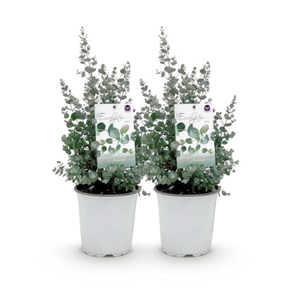 Eukalyptusbaum Eucalyptus gunnii – 2 Pflanzen – Winterhart – Terrassenpflanze – Grau – Topf Ø17 cm, Höhe ca. 40 cm – Duftende & pflegeleichte Garten- und Balkonpflanze 