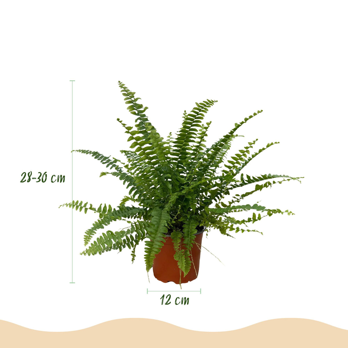 Green boutiQ - Zimmerpflanze - Nephrolepsis exaltata Green Lady - Farn - Haustierfreundliche Pflanze - Grün - 2 Pflanzen - mit Potter Weiß - Topf 12cm - Höhe 25cm 