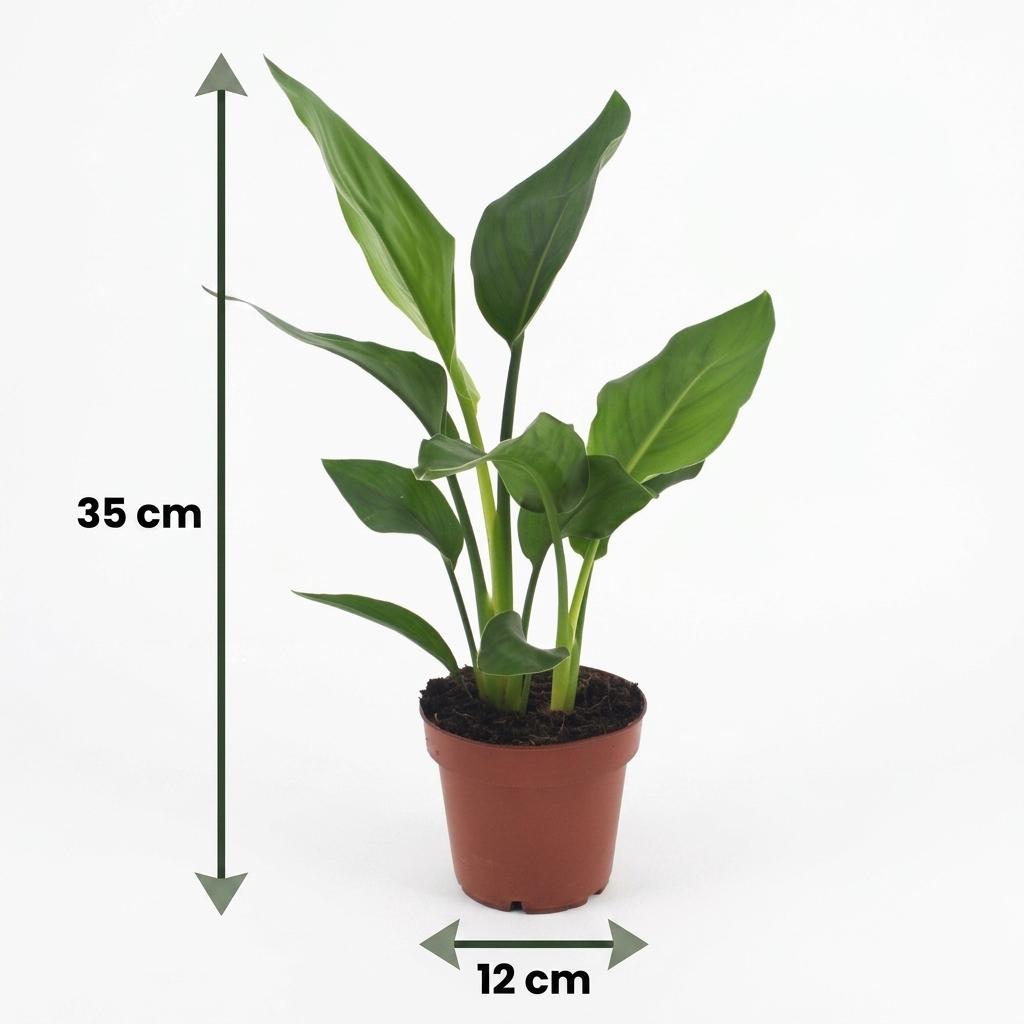 Paradiesvogelblume – Strelitzia reginae – Topf Ø12cm – Höhe 35cm – mit grauem Dekotopf – Ansicht 5
