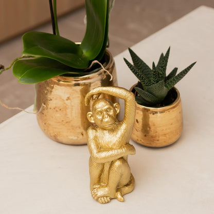 Weiße Phalaenopsis Orchidee Amabilis – Luxuriöser Ziertopf Gold Ø9cm – 40 cm hohe blühende Zimmerpflanze – Frisch vom Züchter 