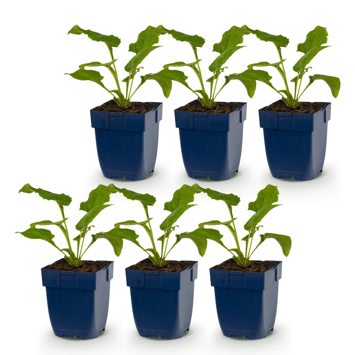 Sonnenhut 'Alba' (weiß) – Echinacea purpurea 'Alba' – Topf Ø11cm – Ansicht 2