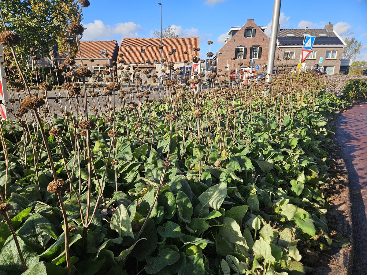 Russel Brandkraut Phlomis russeliana – ↕10-25cm – Ø9cm – Winterhart & Bienenfreundlich – Ansicht 22