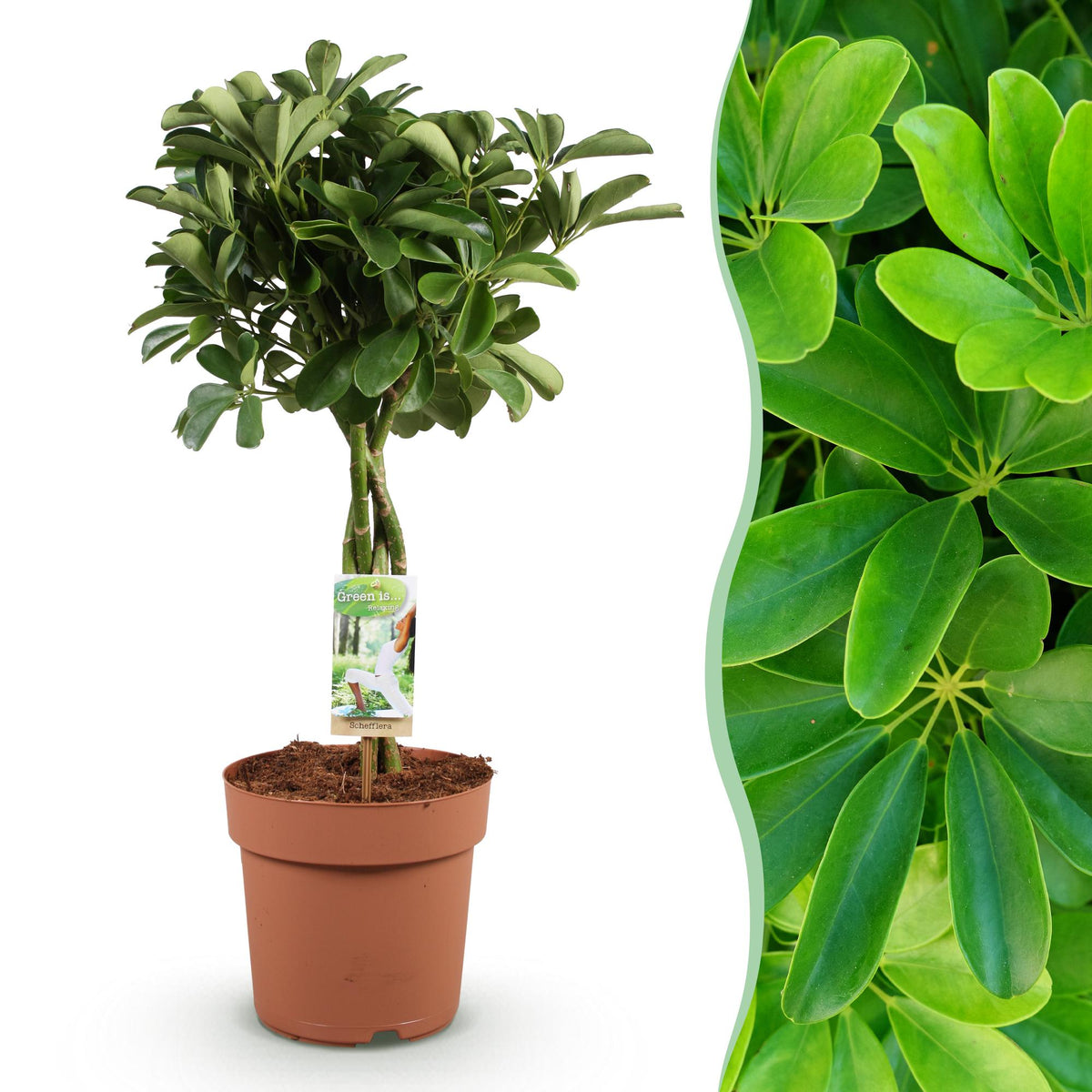 Green boutiQ - Zimmerpflanzen - Schefflera Nora - Fingerbaum - Wenig Pflege - Grün - 1 Pflanze - Topf 21cm - Höhe 70-82cm 