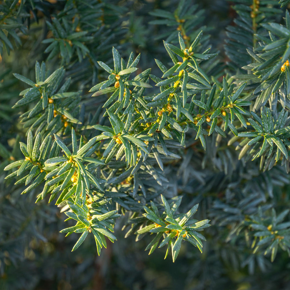 Taxus media Hillii – 6 Pflanzen für 1 Meter Hecke – Immergrün & winterhart – Eibe für dichte, schnittfeste Hecken – Ø17cm – Höhe ca. 60cm – Pflegeleicht 