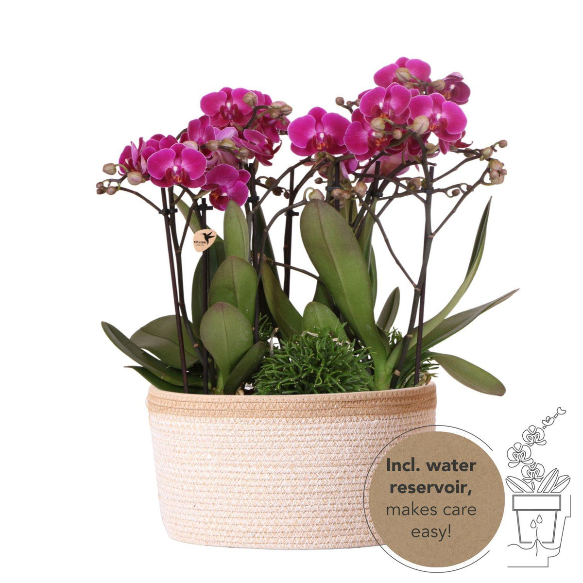 Kolibri Orchids | lila Pflanzenset im Baumwollkorb inkl. Wassertank | drei lila Orchideen Morelia 9cm und drei Grünpflanzen | Dschungelstrauß lila mit autarkem Wassertank 