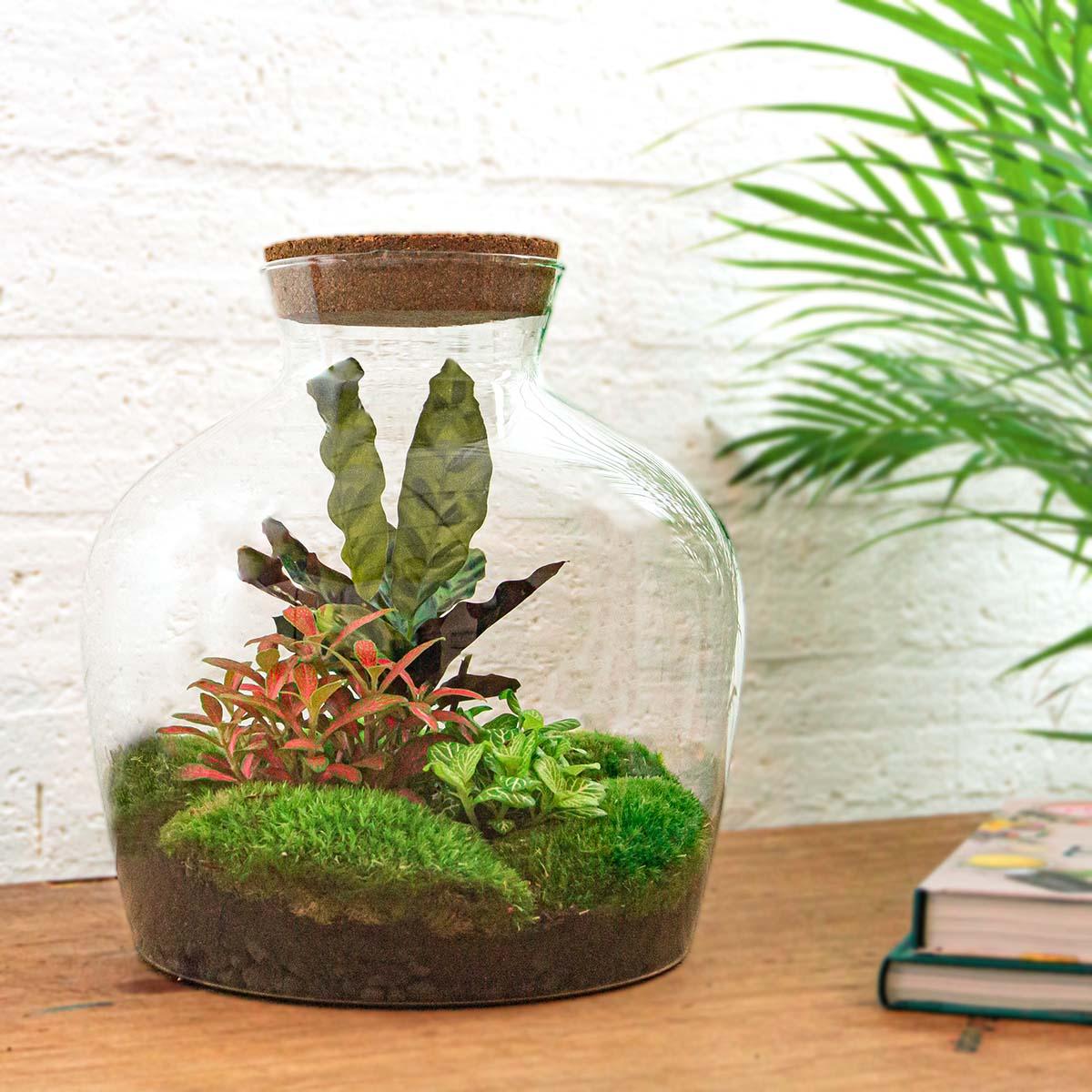 Flaschengarten - DIY Bausatz - Terrarium - Fat Joe Rot - ↕30cm 