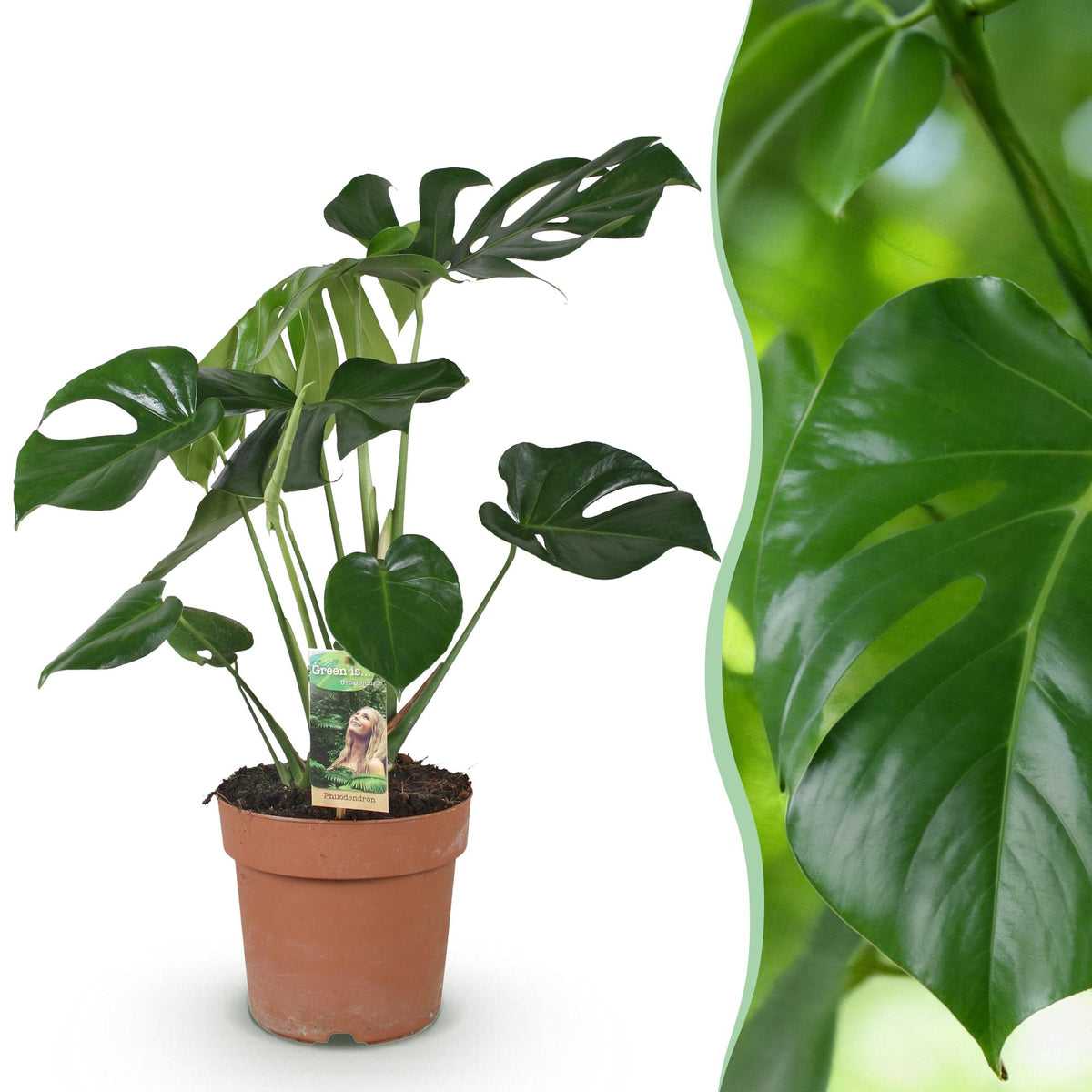 Green boutiQ - Zimmerpflanzen - Monstera Deliciosa - Fensterblatt - Wenig Pflege - Grün - 1 Pflanze - Topf 21cm - Höhe 70-80cm 