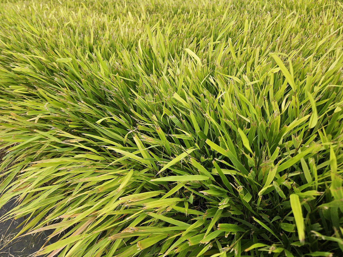 Japan-Zwergschilf Hakonechloa macra – ↕10-25cm – Ø9cm – 6 Pflanzen – Elegantes, winterhartes Ziergras für schattige Gärten – Bodendecker & Gartendekoration 