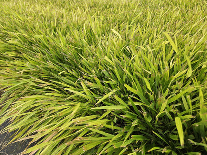 Japan-Zwergschilf Hakonechloa macra – ↕10-25cm – Ø9cm – 6 Pflanzen – Elegantes, winterhartes Ziergras für schattige Gärten – Bodendecker & Gartendekoration 