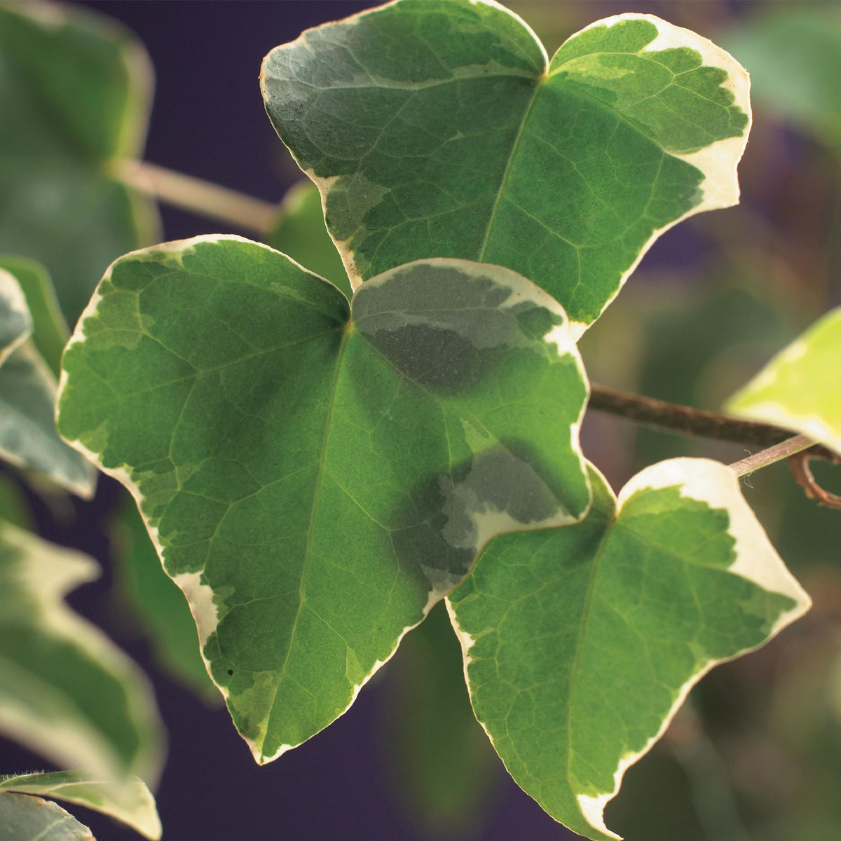 Kletterpflanze Hedera helix 'Glacier' – 2 Pflanzen – Immergrün – Blatt bunt – 11 cm – Höhe 40 cm – Efeu für Innen & Außen – Hängeampeln & Bodendecker 