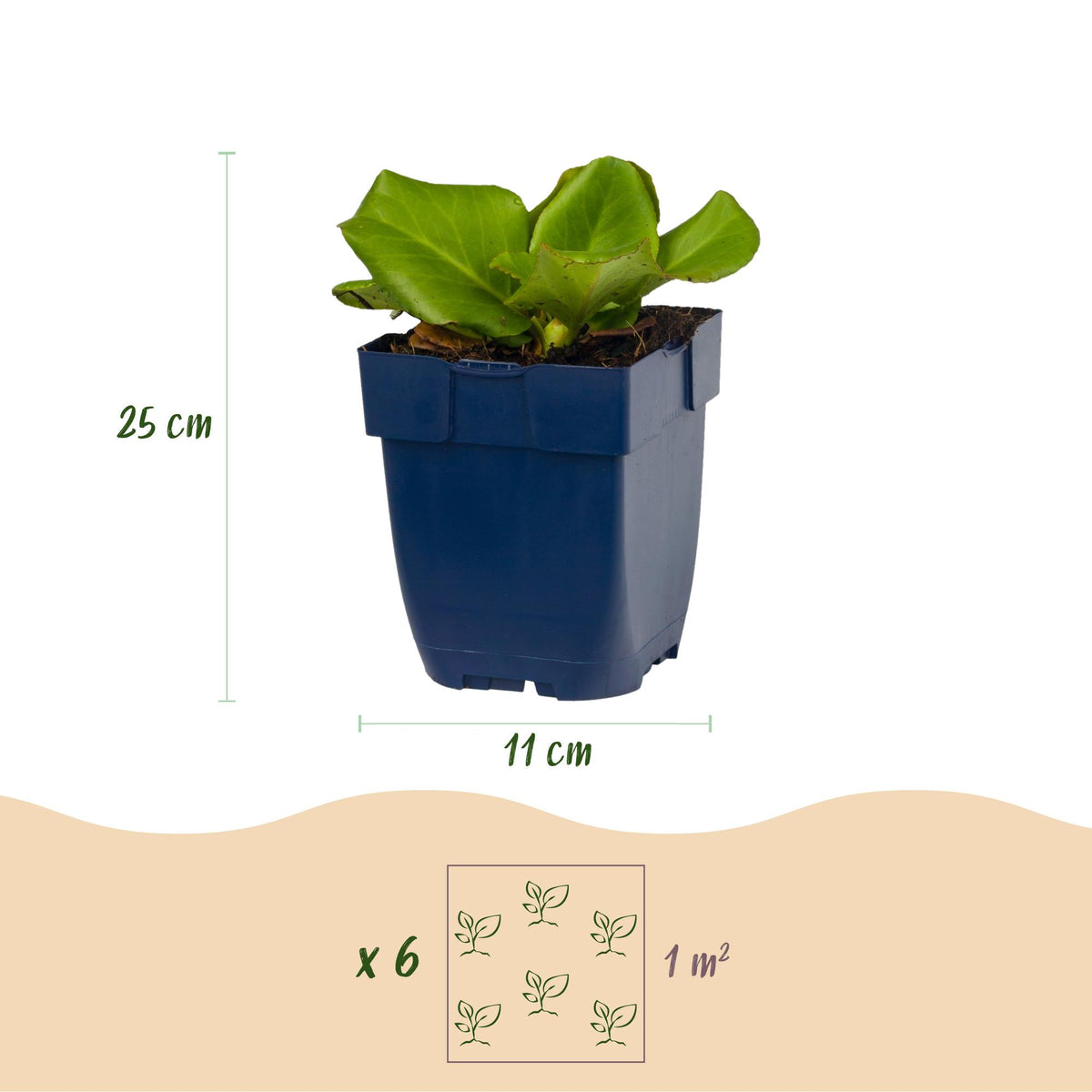 Bergenie – Bergenia cordifolia – 6 Pflanzen – Topf Ø11cm – Bienenfreundliche Staude für Garten & Balkon – Ansicht 3