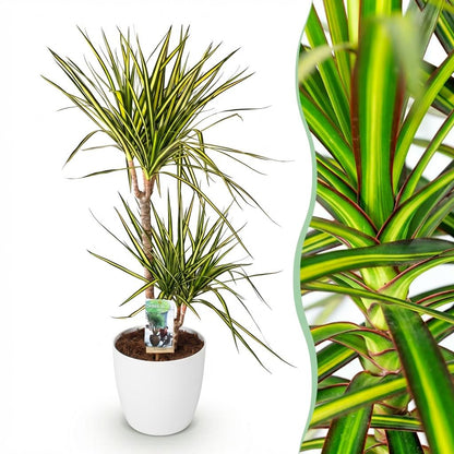 Green boutiQ - Zimmerpflanzen - Dracaena Sunray - Drachenbaum - Wenig Pflege - Grün - Gelb - 1 Pflanze - mit Potter Weiß - Topf 21cm - Höhe 90-100cm 
