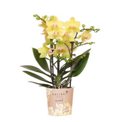 Gelbe Phalaenopsis Orchidee 'Albenga' – Ø9cm – Zimmerpflanze mit 2–3 Blütenstielen – Lange Blütezeit – Pflegeleicht – Direkt vom Züchter 