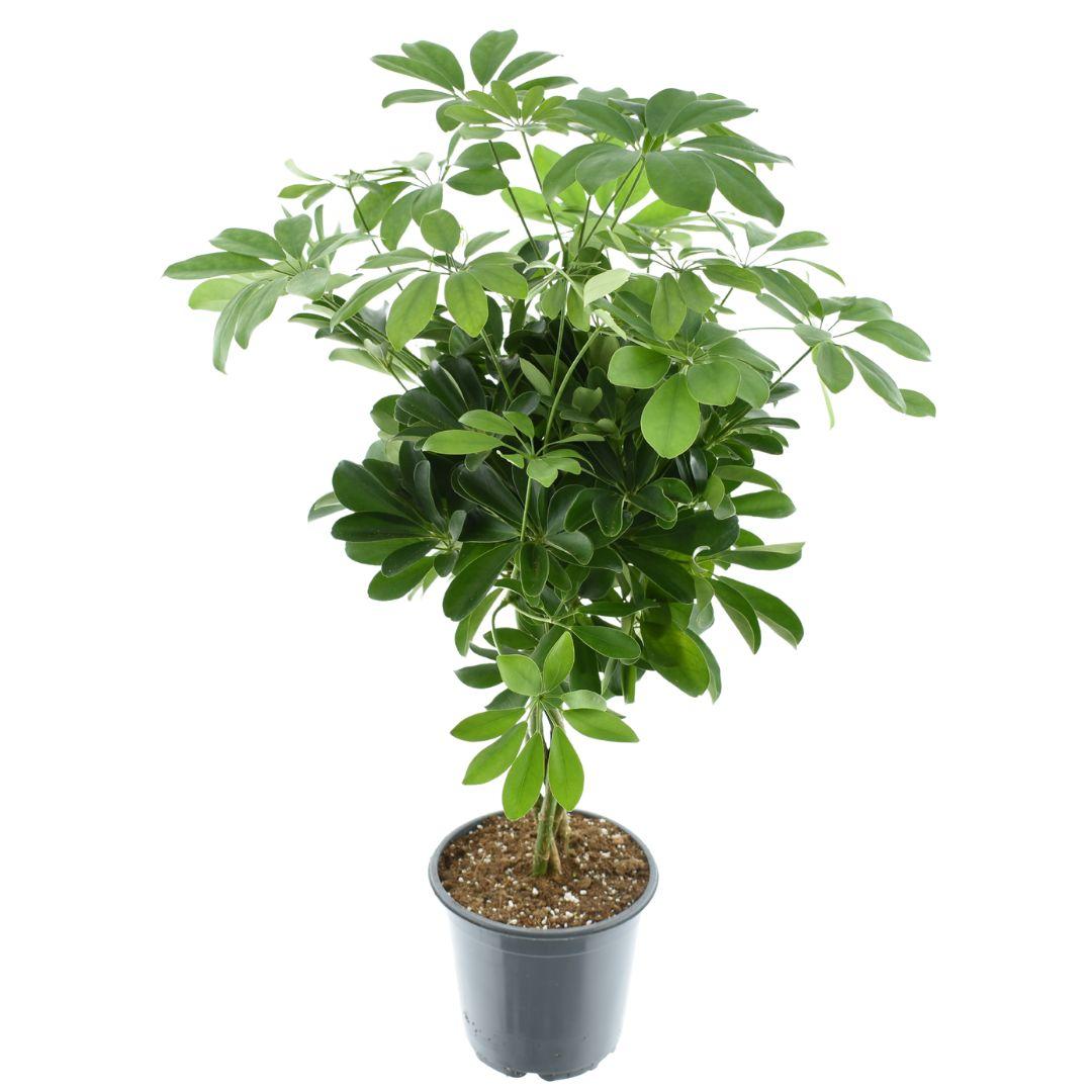 Schefflera Compacta 'Nora' – Zimmerpflanze – Ø21cm – ca. 75cm hoch – Kompakter Strahlenaralien-Busch – Pflegeleicht & luftreinigend – Für helle Innenräume 