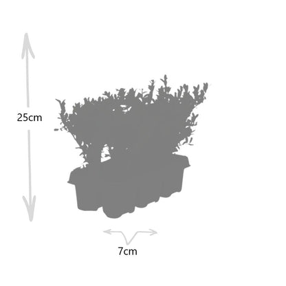 Stechpalme – Ilex crenata 'Jenny' – 12 Pflanzen – Immergrün – Winterhart – Alternative zu Buchsbaum – Ø7cm ↕15cm 